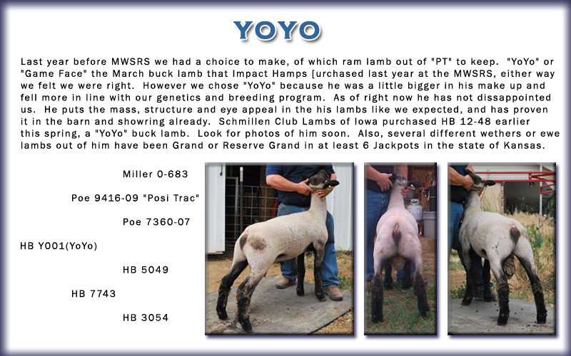 YoYo