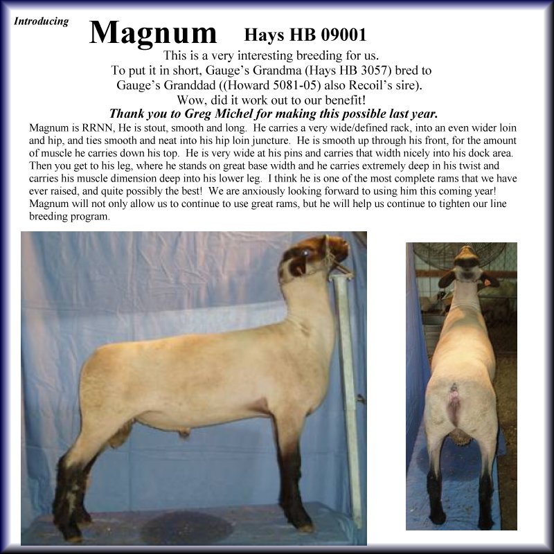 Magnum